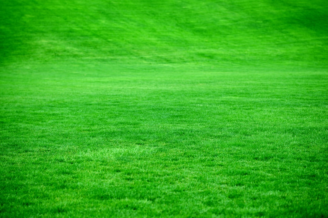 Photo Grassy field